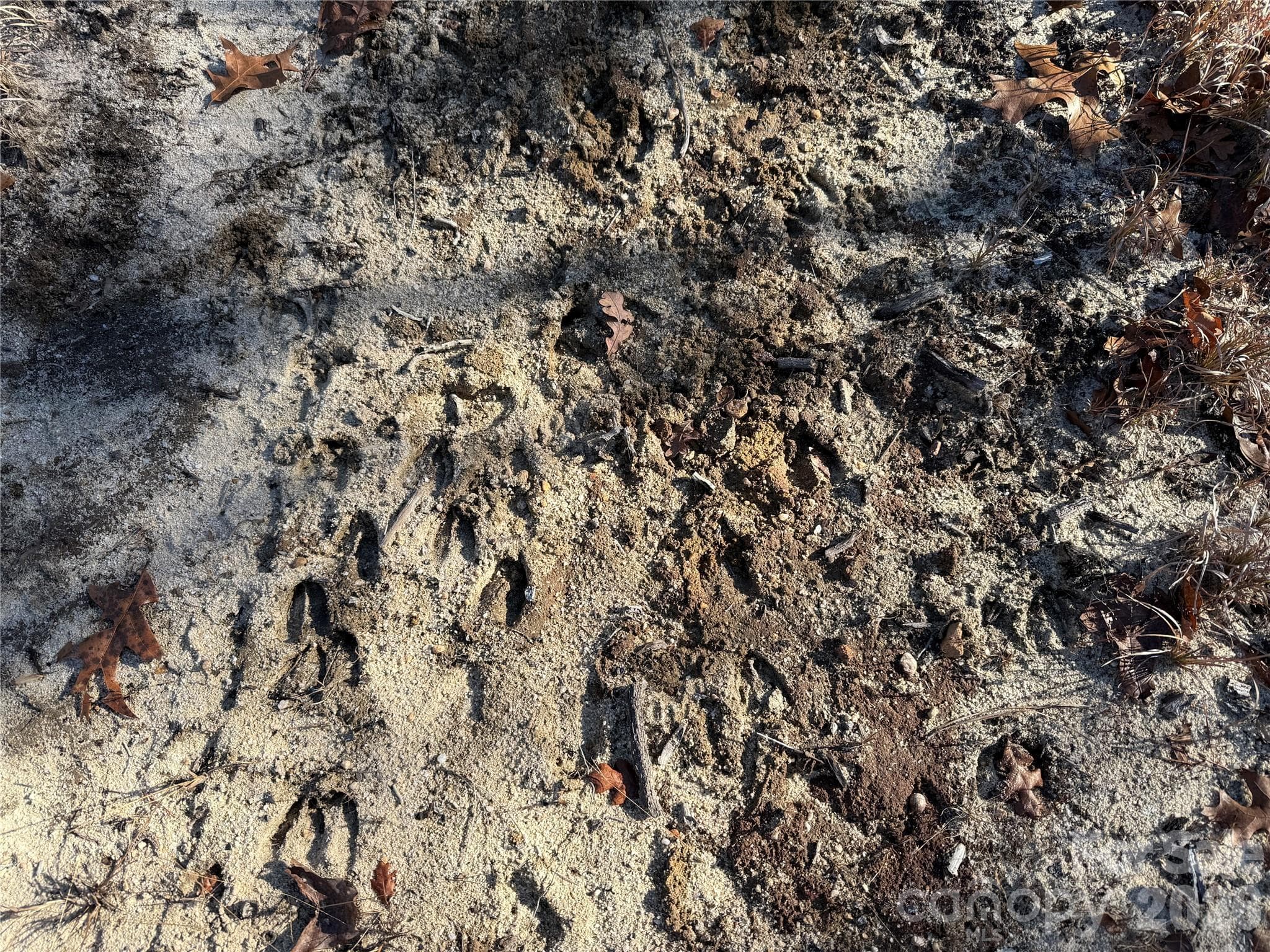 deer tracks - 164 Haines Road, Jackson Springs