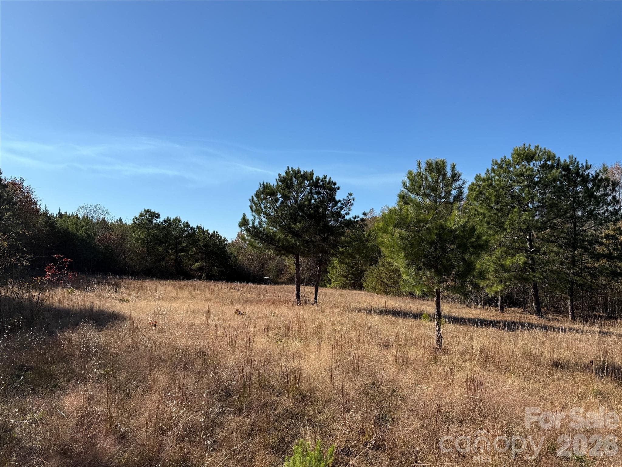 hunting plot - 164 Haines Road, Jackson Springs