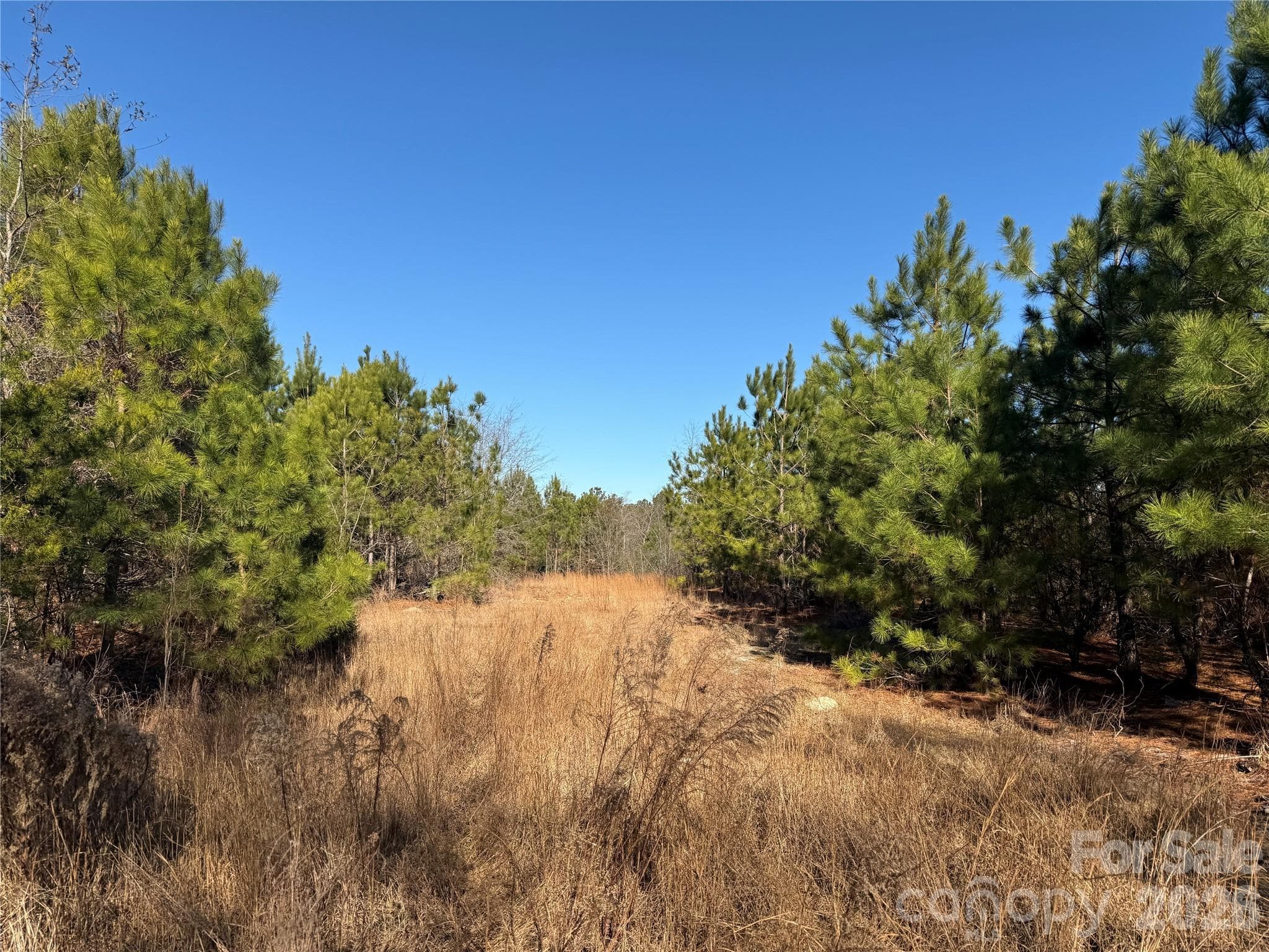 hunting plot - 164 Haines Road, Jackson Springs
