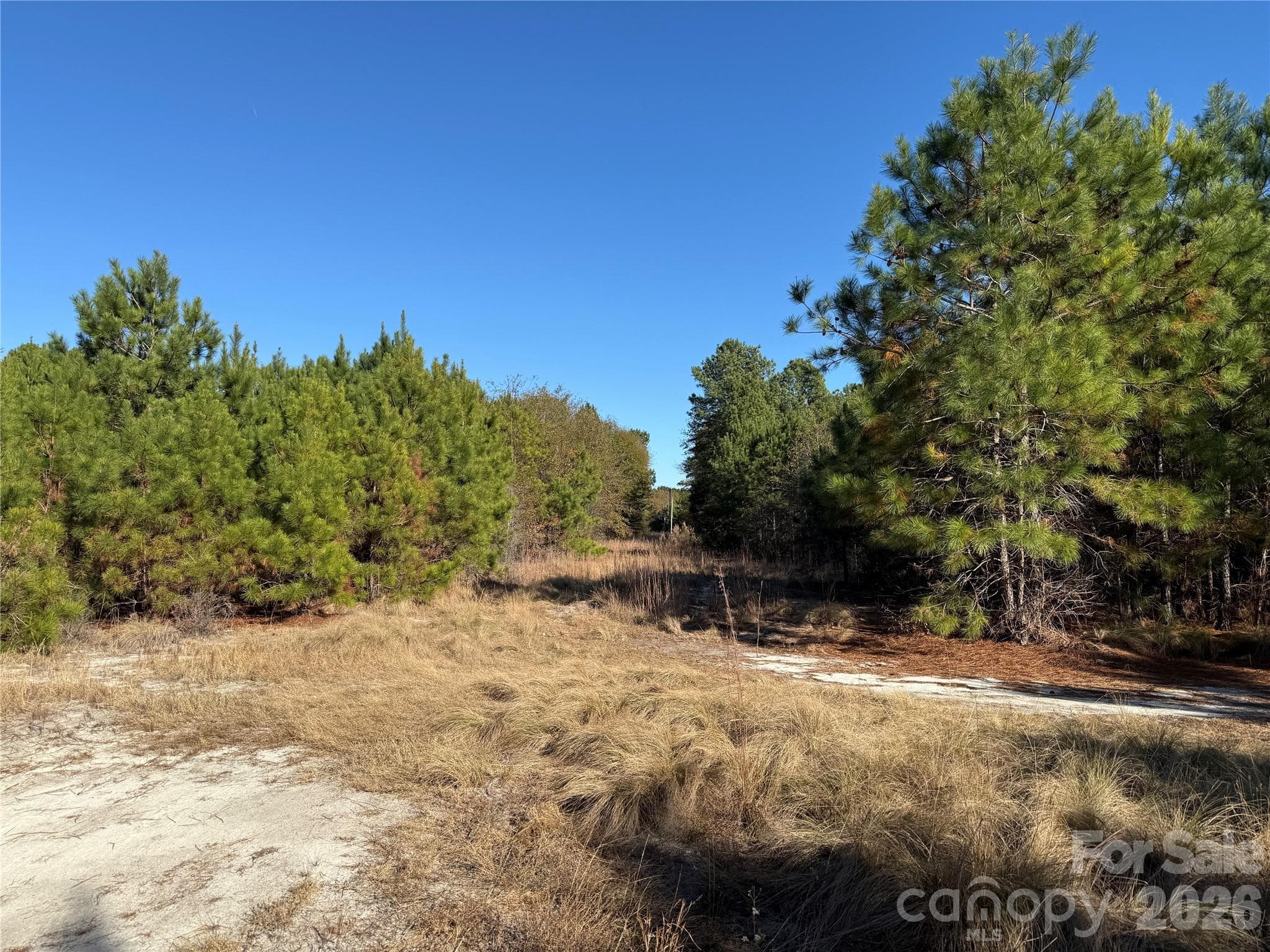 open area - 164 Haines Road, Jackson Springs