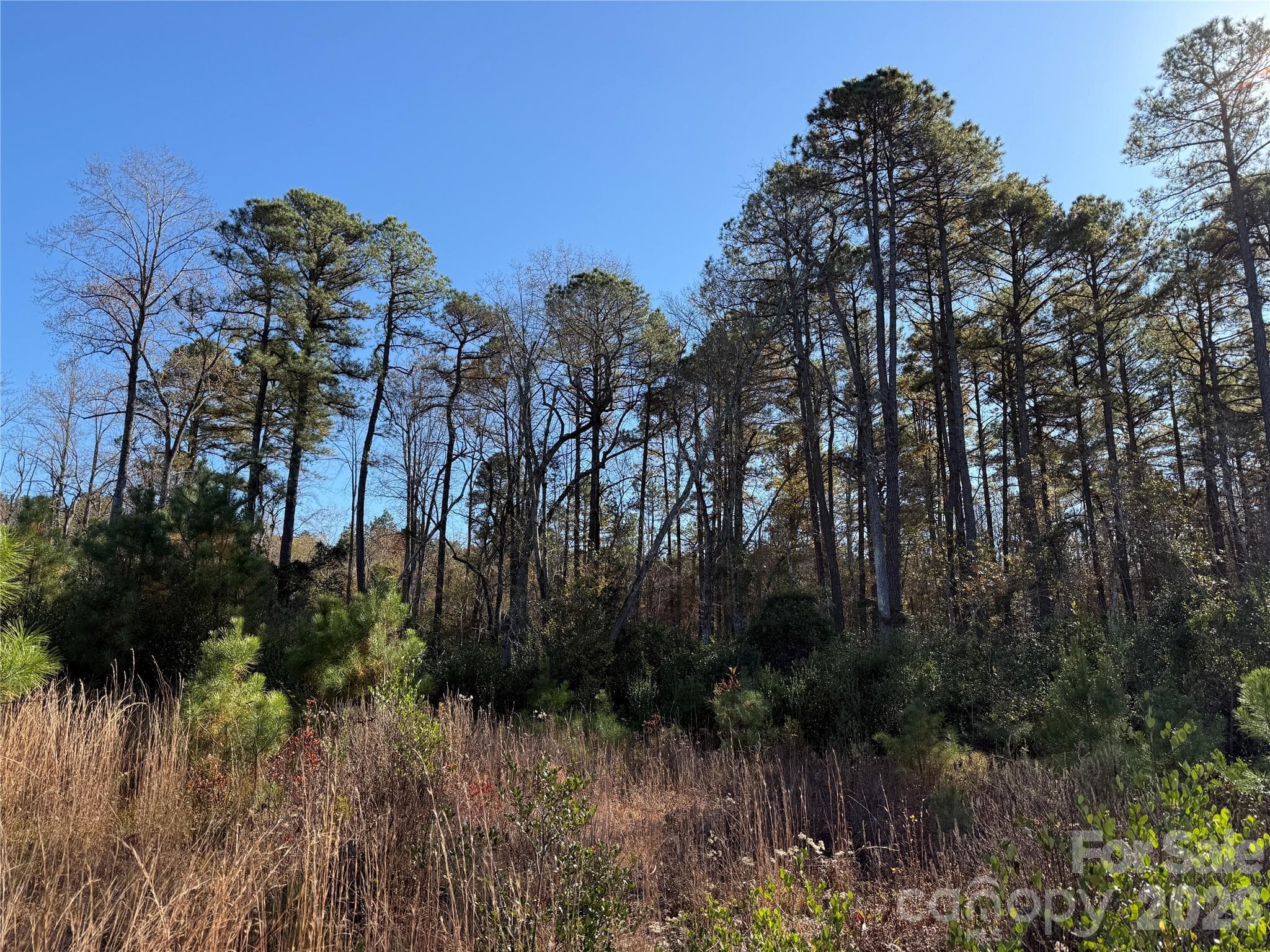 open area near creek - 164 Haines Road, Jackson Springs