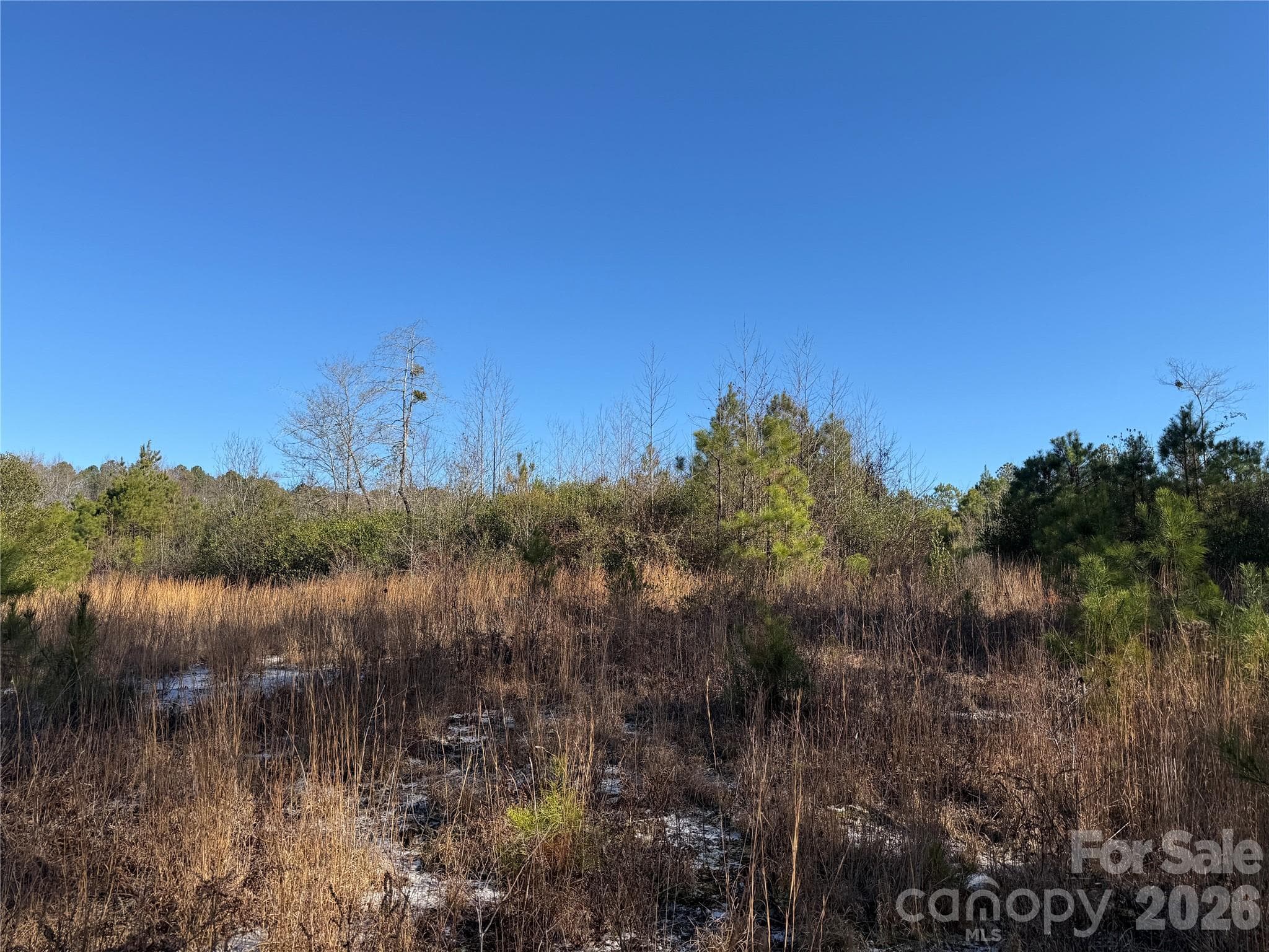 open area - 164 Haines Road, Jackson Springs