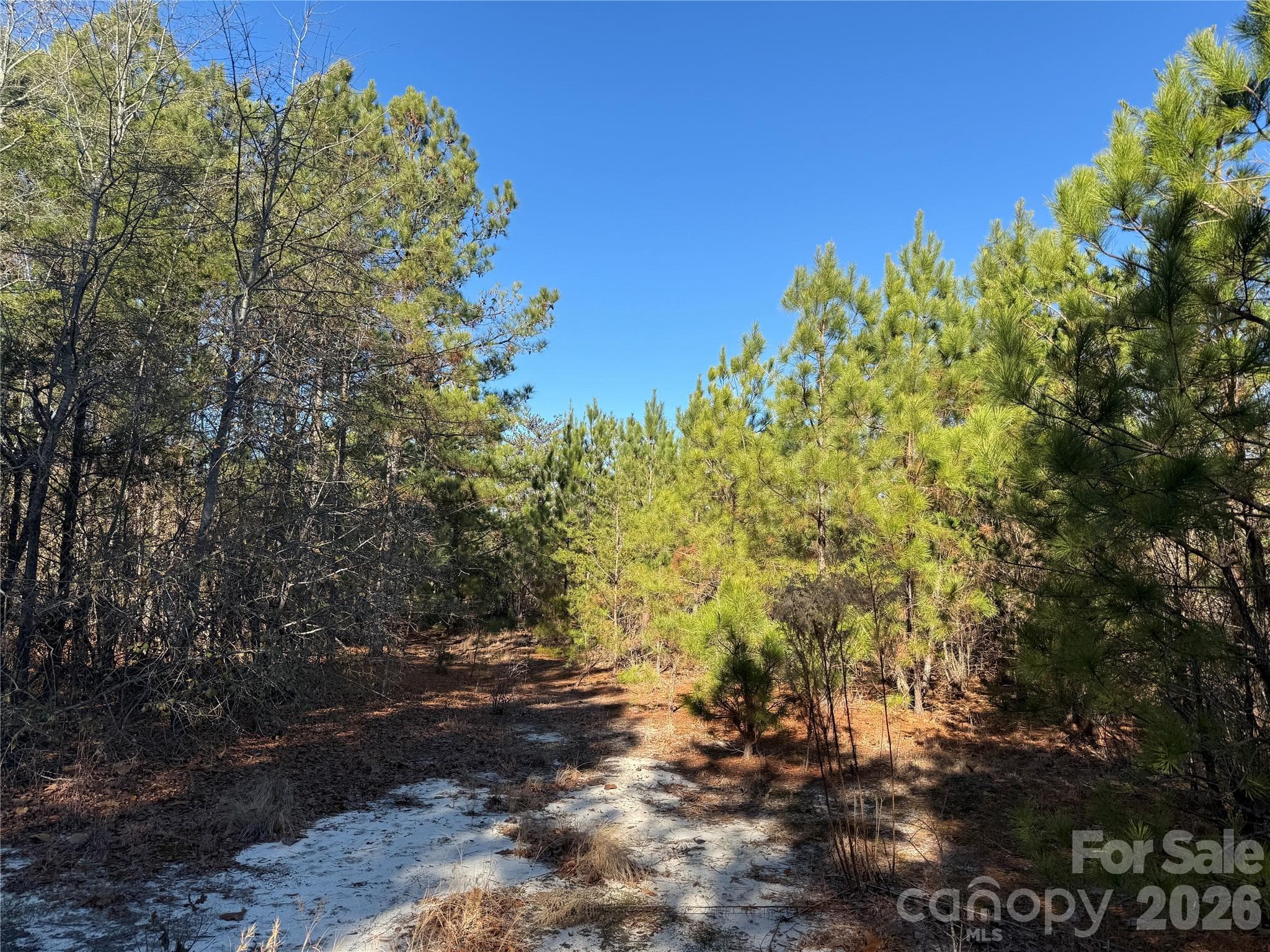 open area - 164 Haines Road, Jackson Springs