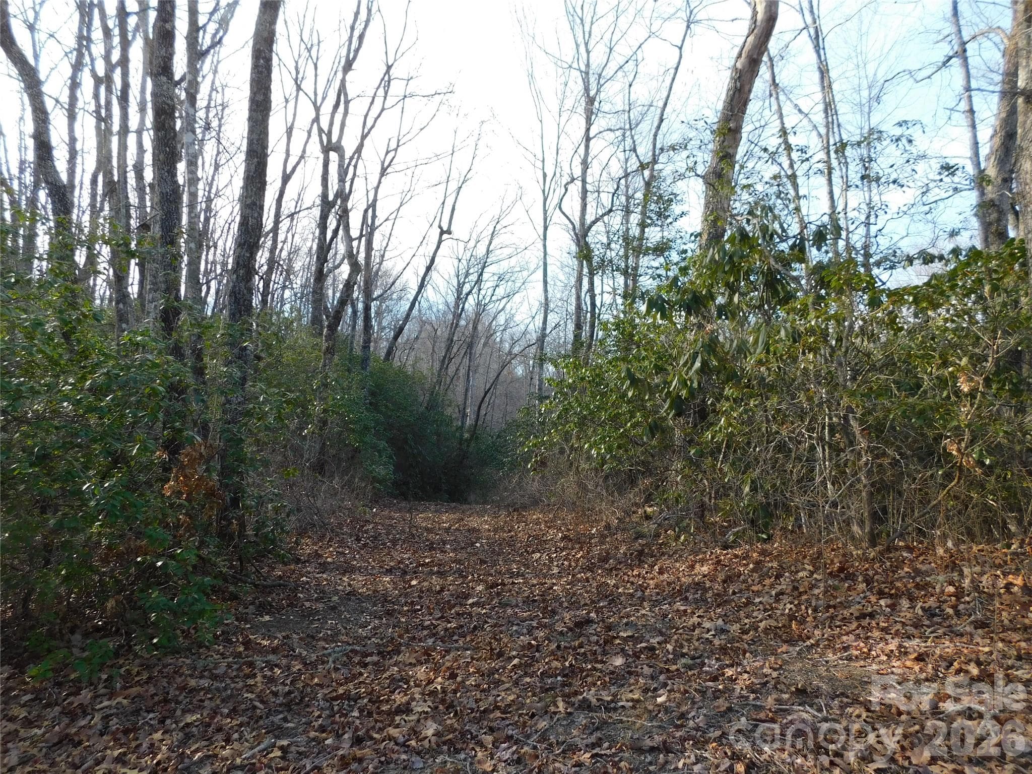 Drive is a gentle slope bordered by native plants. - Brevard