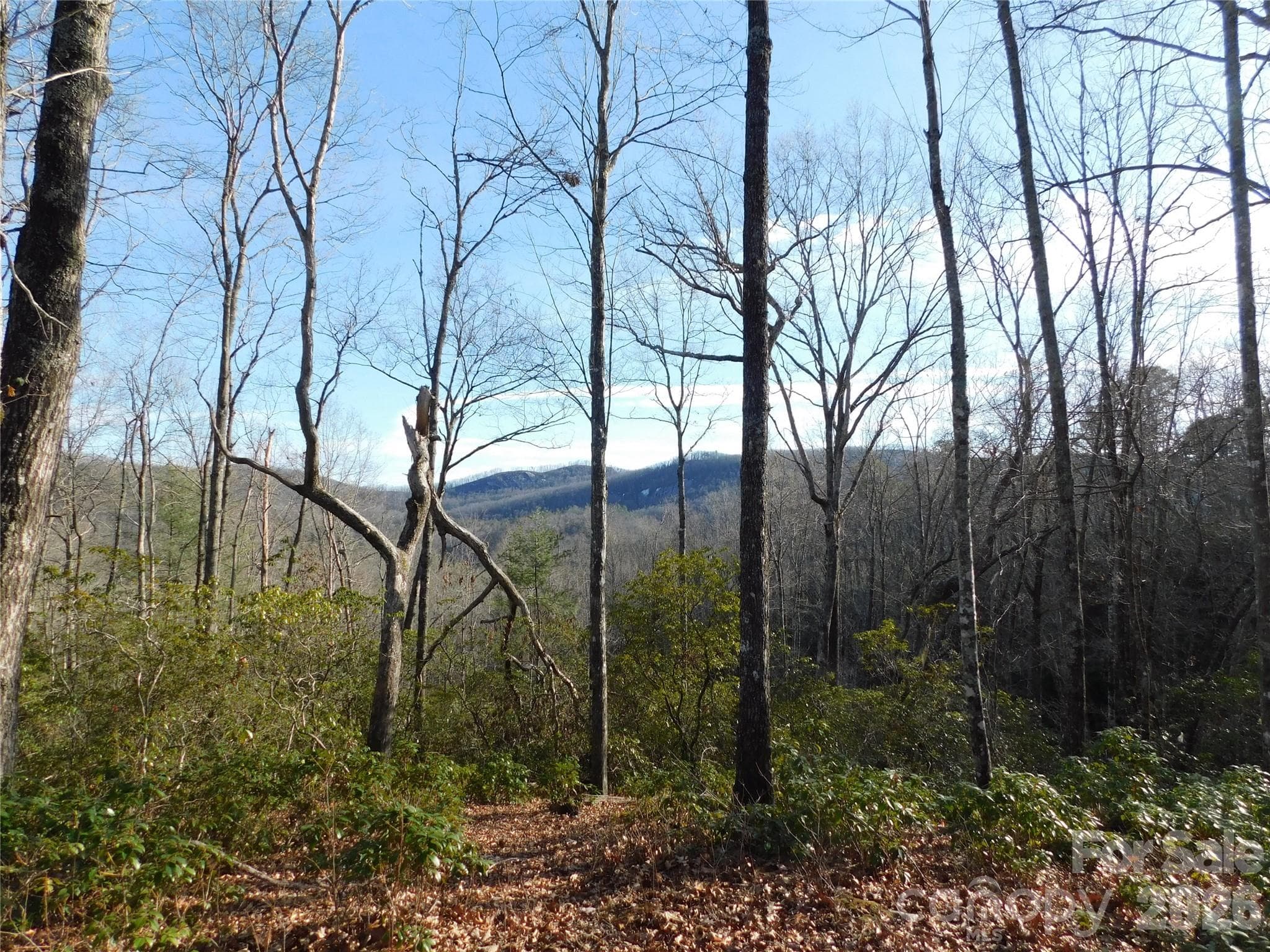 Mature trees and natural mountain landscape throughout the property. - Brevard