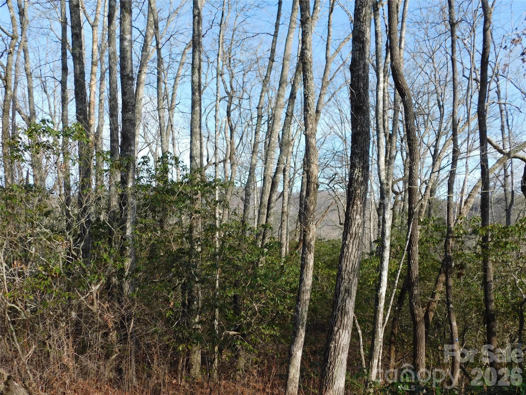 Native maturing trees provide privacy. - Brevard