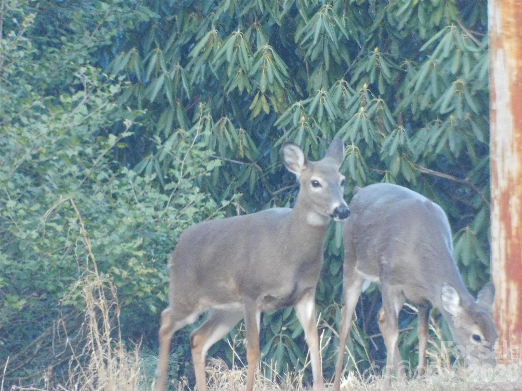 Enjoy the wildlife. - Brevard