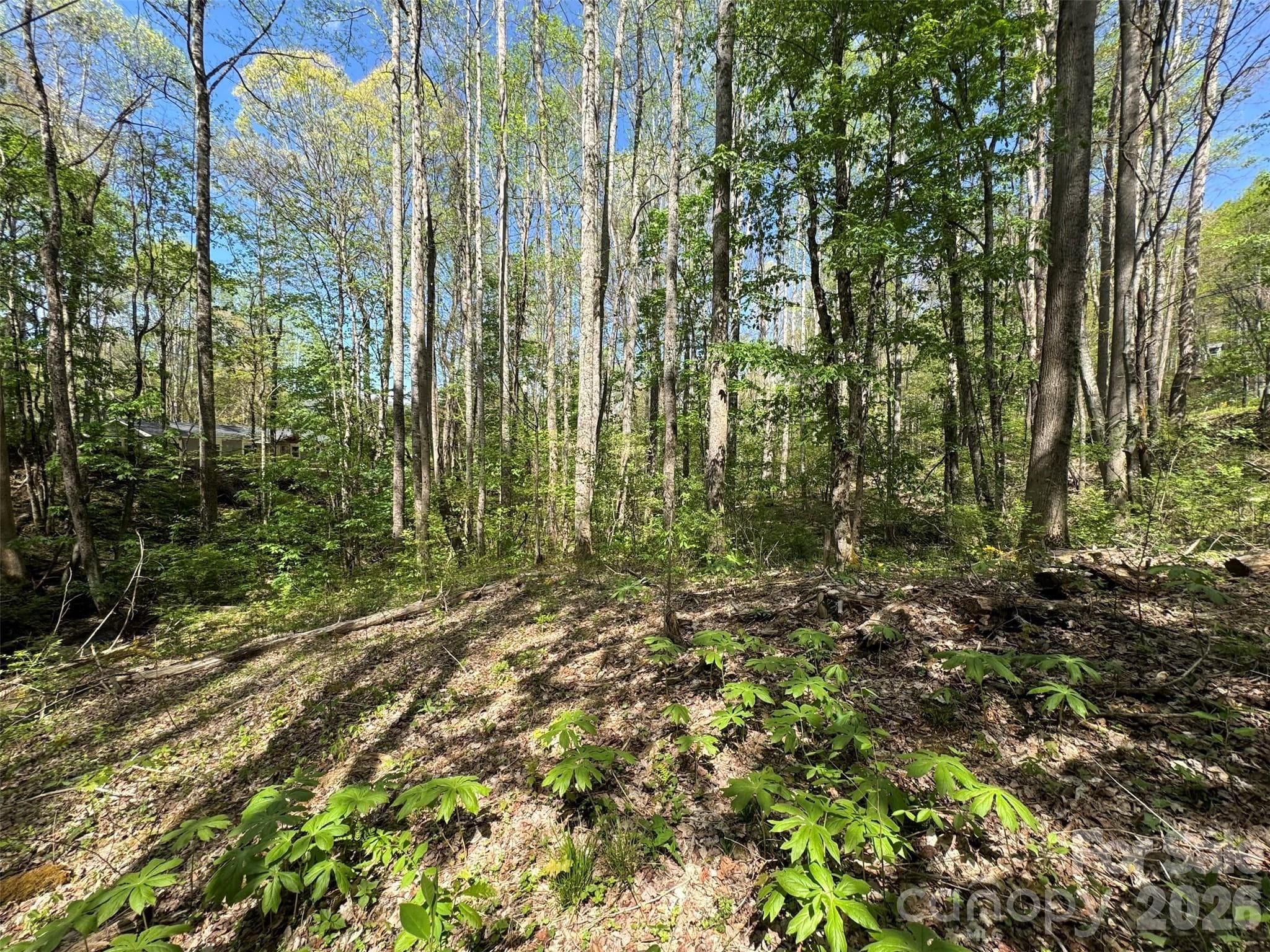 Lots of gentle topography in valley - Waynesville