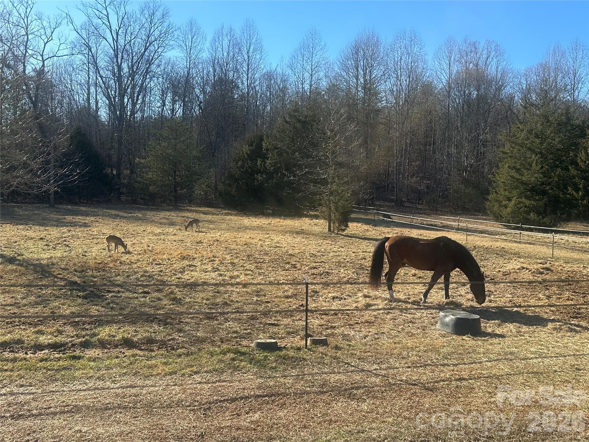 Neighbor's horses graze happily - Rutherfordton