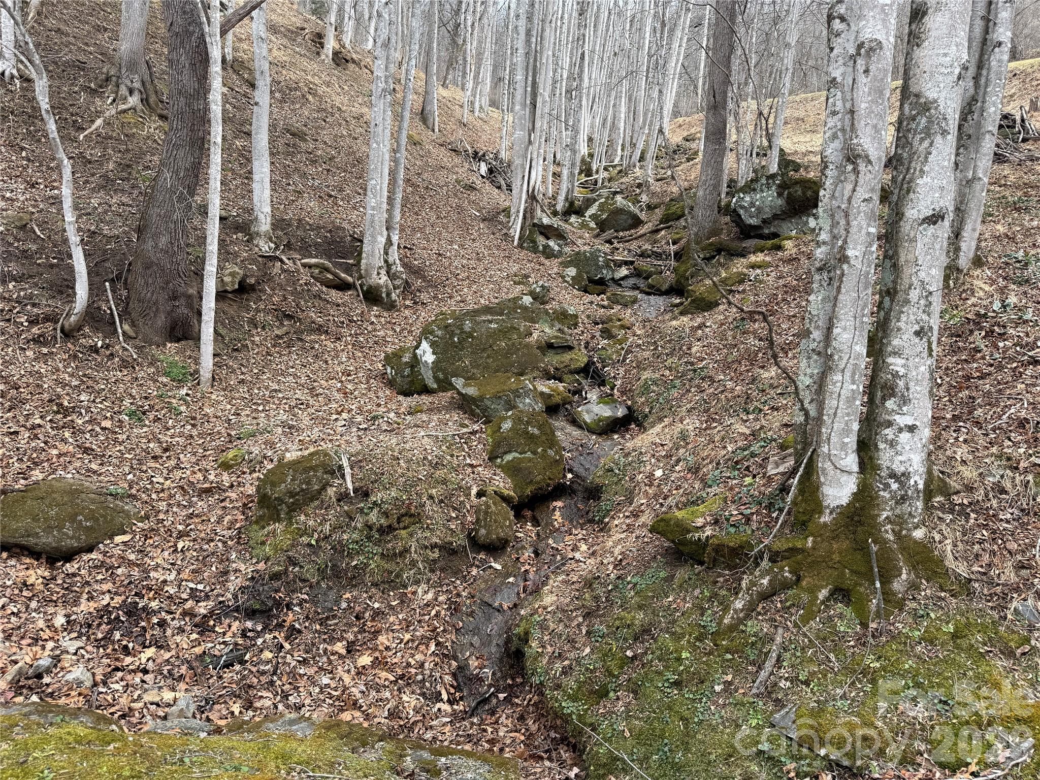 Neighborhood Mountain Stream - Waynesville