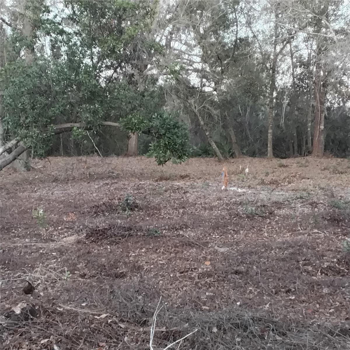 Land at ALTURAS BABSON PARK CUTOFF RD, BARTOW, photo 9 of 14