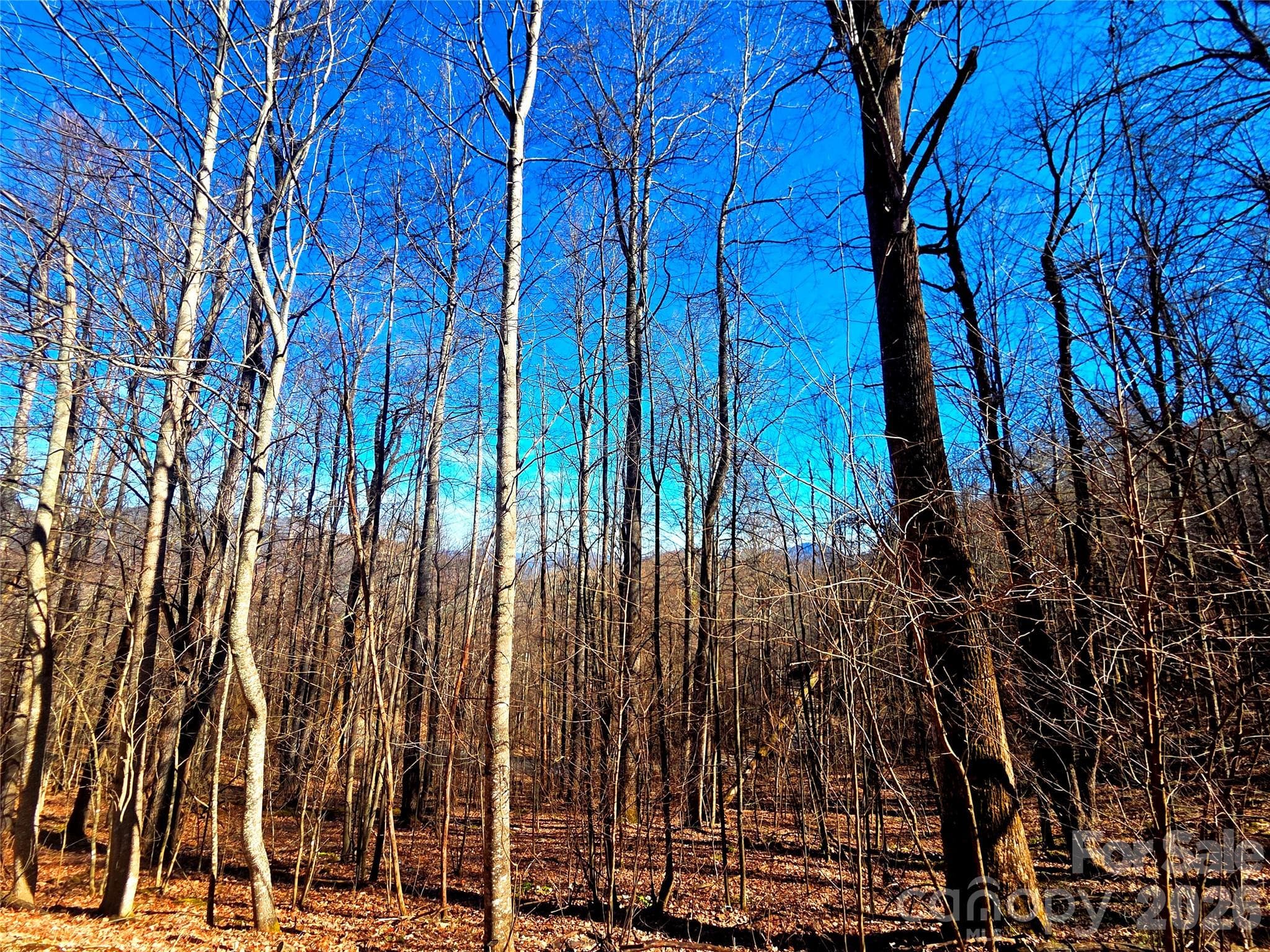 Lot at Waynesville, photo 4 of 18