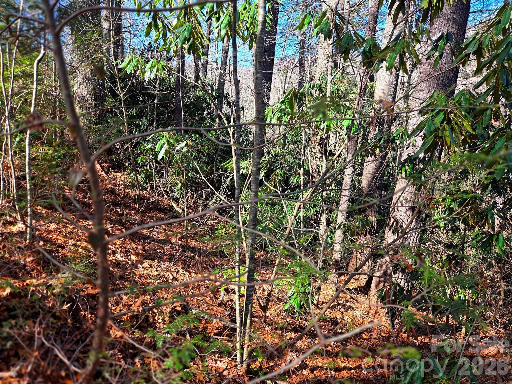 Lot at Waynesville, photo 12 of 17
