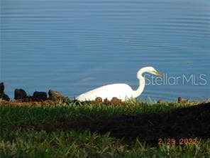 one of the many species of nesting birds - 25601 HERITAGE LAKE BLVD #46, PUNTA GORDA
