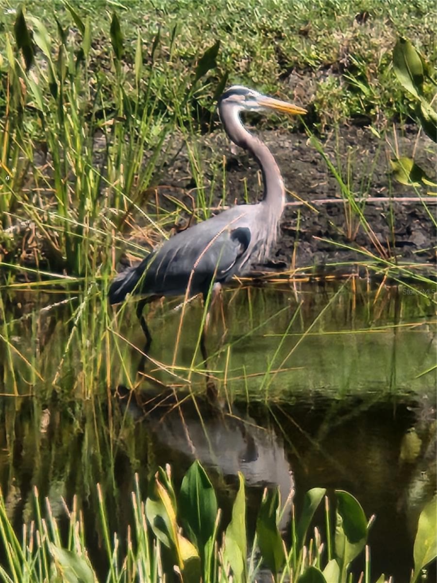 one of the many species of nesting birds - 25601 HERITAGE LAKE BLVD #46, PUNTA GORDA
