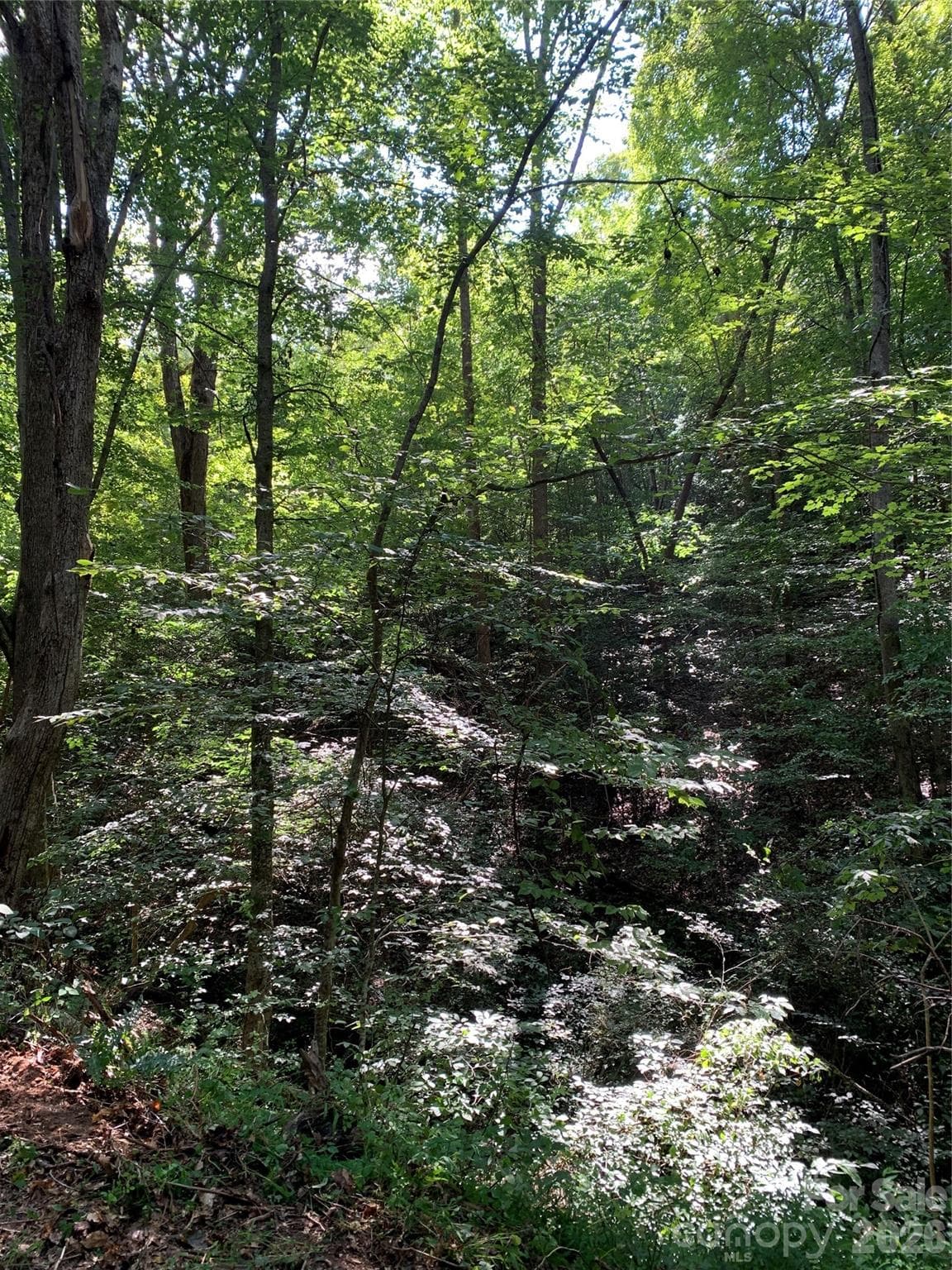 Tree Canopy - Hickory