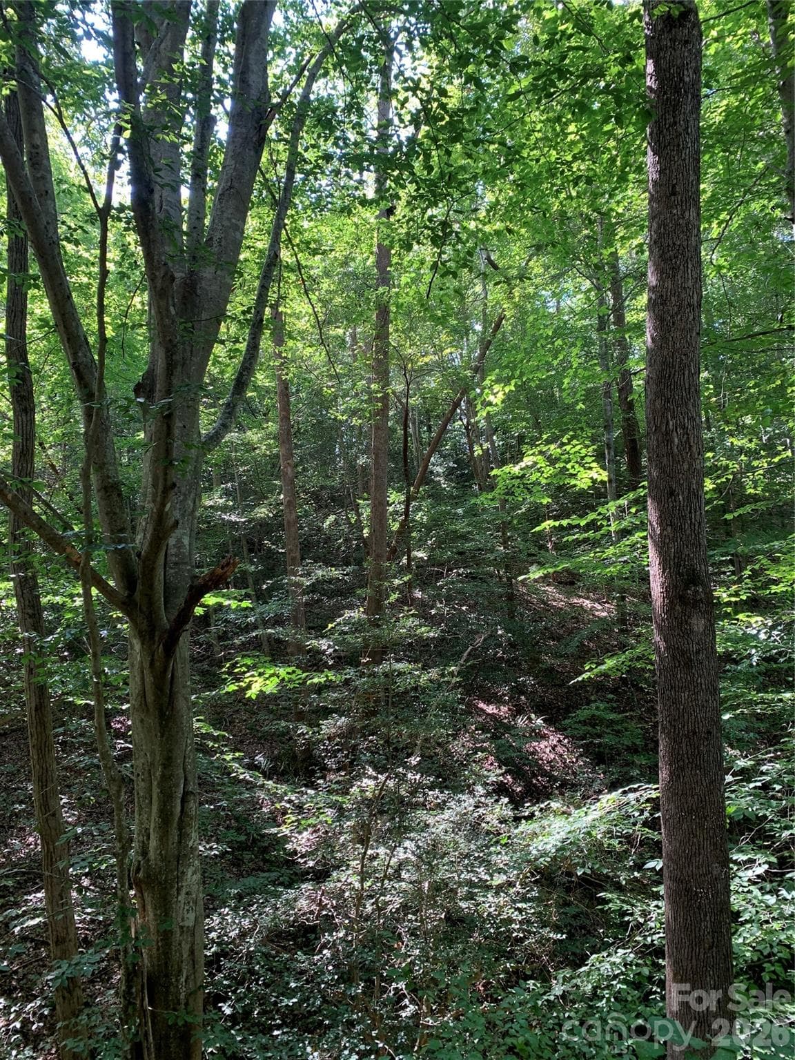 Tree Canopy - Hickory