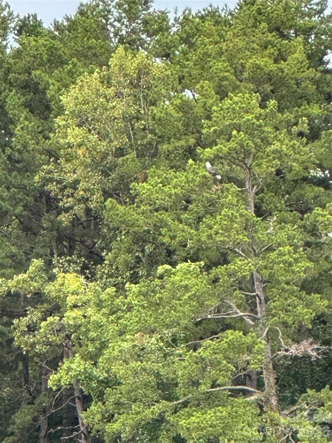 View across Lake Hickory - Bald Eagle - Hickory