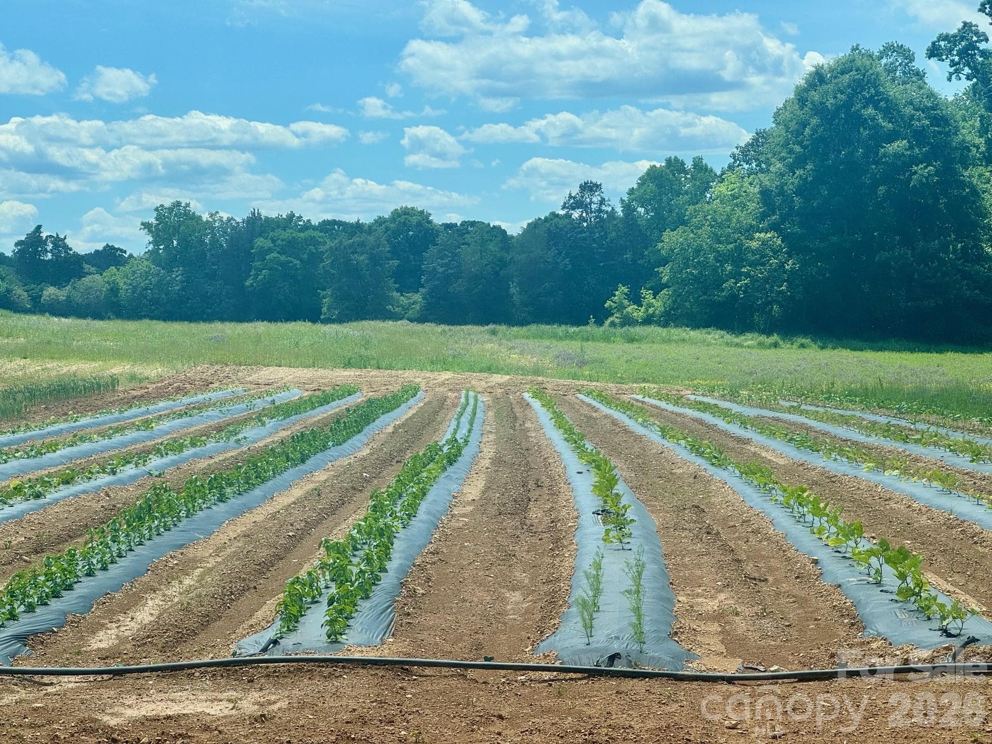 Farm at 36299 Finger Road, Mount Pleasant, photo 4 of 8