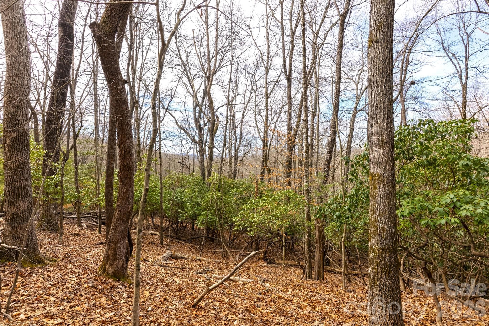 Lot at Pisgah Forest, photo 2 of 4