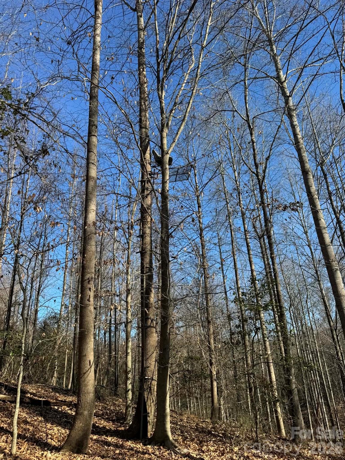 Acreage at North Wilkesboro, photo 14 of 30