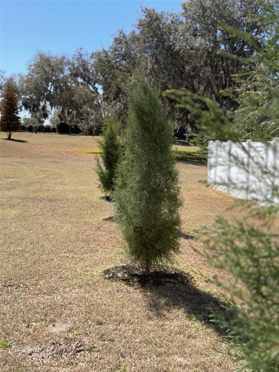 Southern Red Cedar and Leyland Cypress trees planted along the perimeter will provide added privacy with growth from 40-90' over the next few years. - 5092 NE 81ST BLVD, WILDWOOD