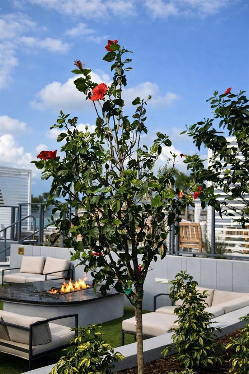Stunning plants around the pool and lounge areas on the 7th floor - 400 CENTRAL AVE #2603, ST PETERSBURG