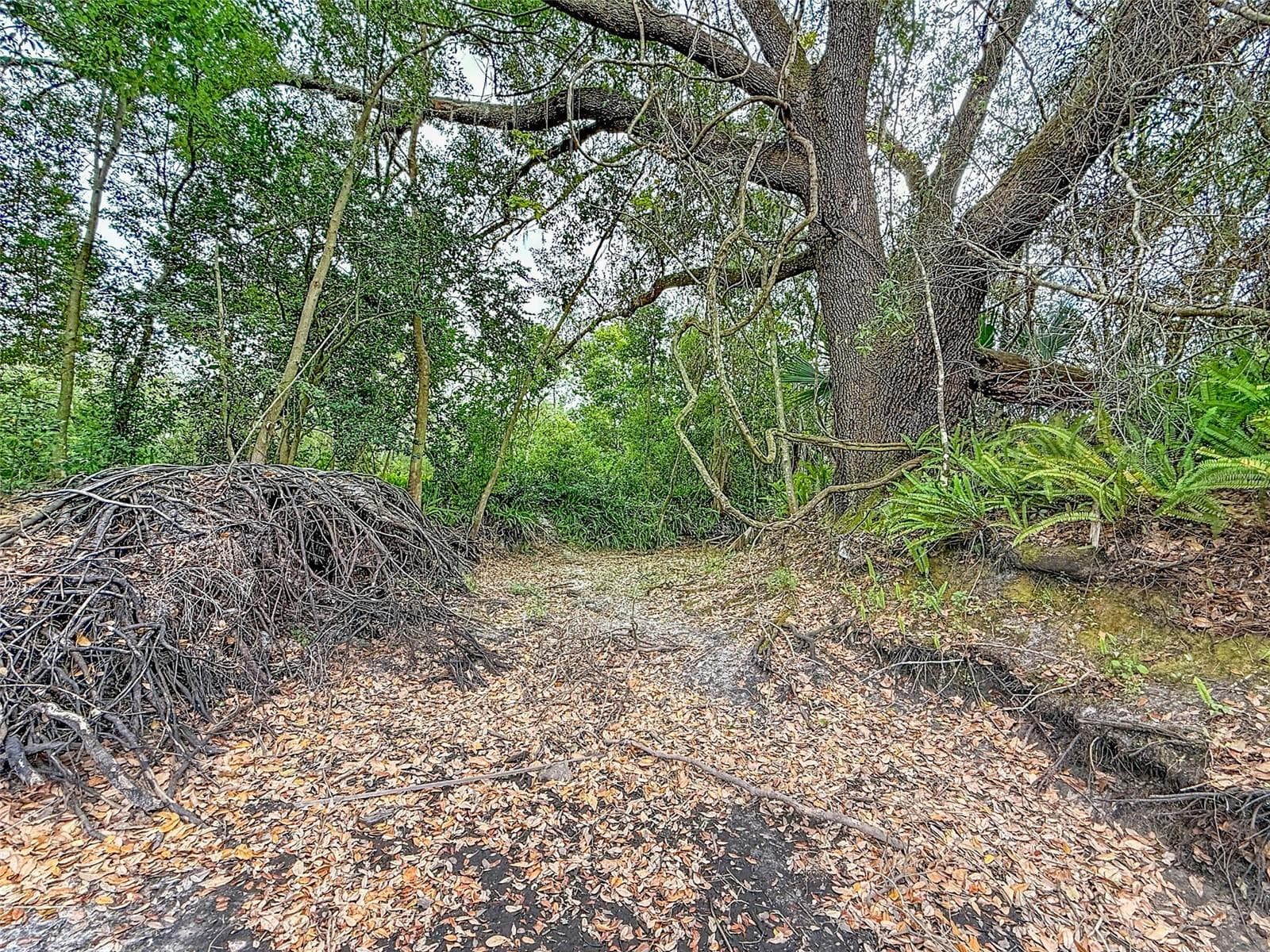 Land at 18469 PURPLE CREEK LN, LUTZ, photo 15 of 32