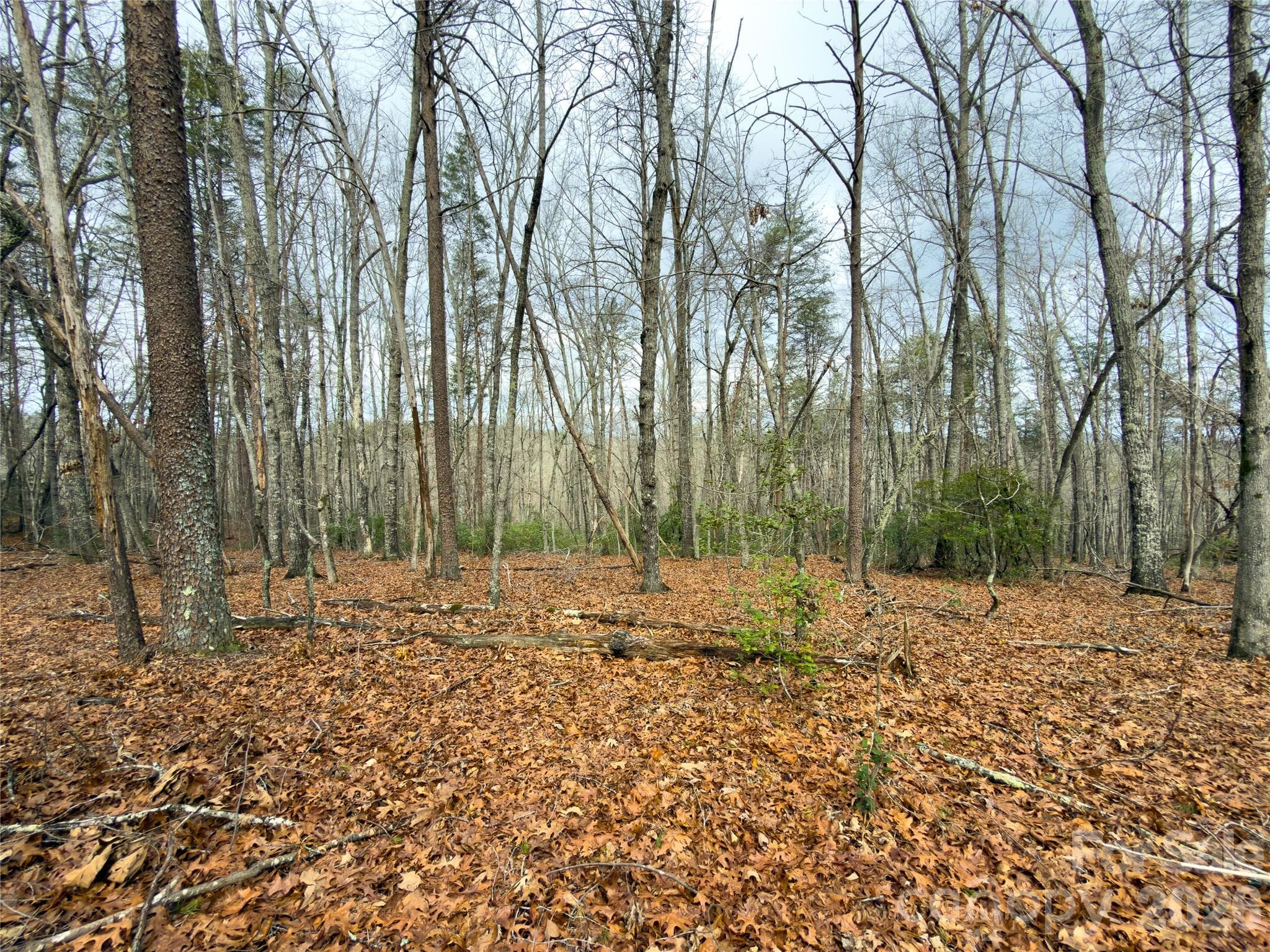 Acreage at Rutherfordton, photo 3 of 19
