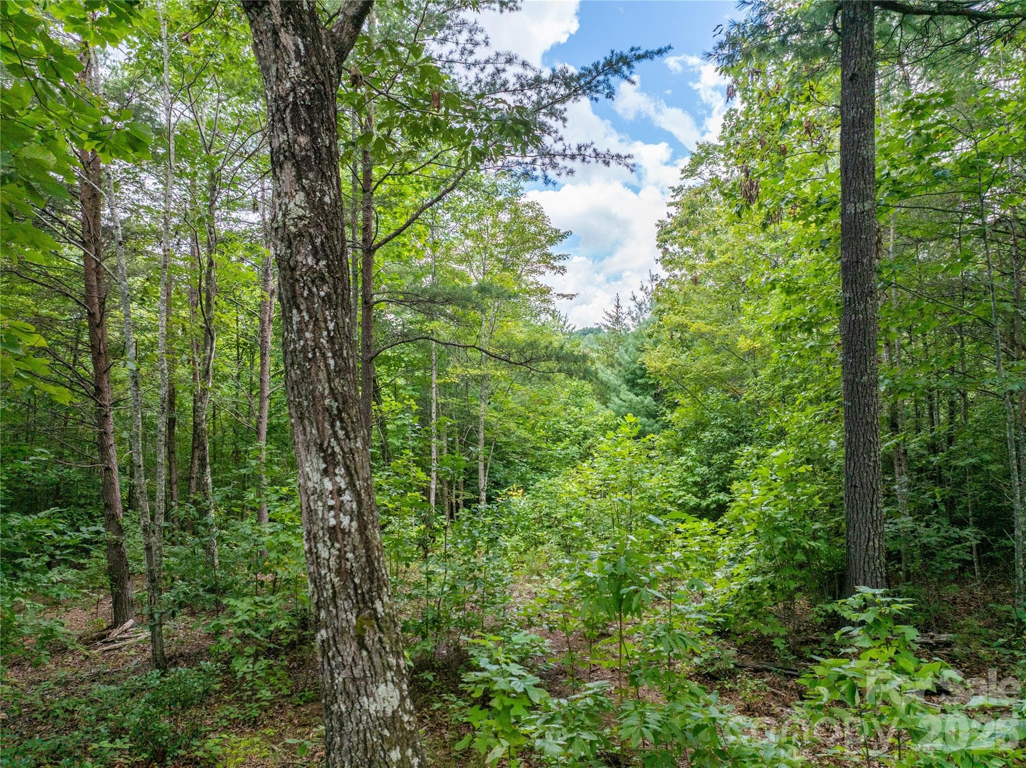 Lot at Lenoir, photo 14 of 16