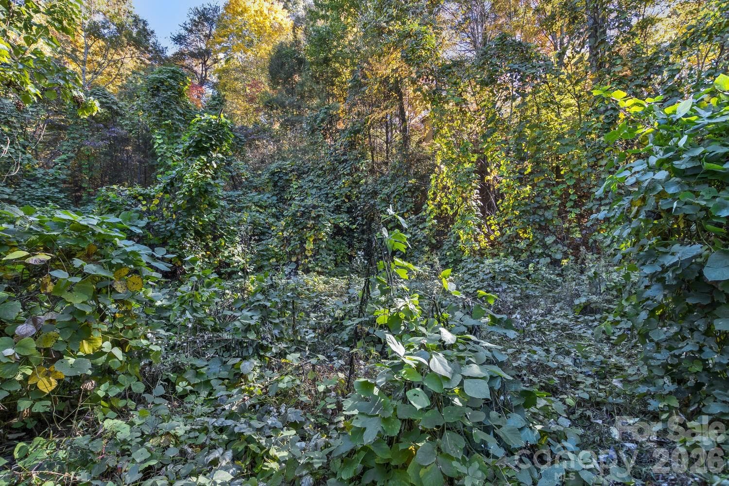 Acreage at 0 Waterside Drive, Lake Lure, photo 14 of 19