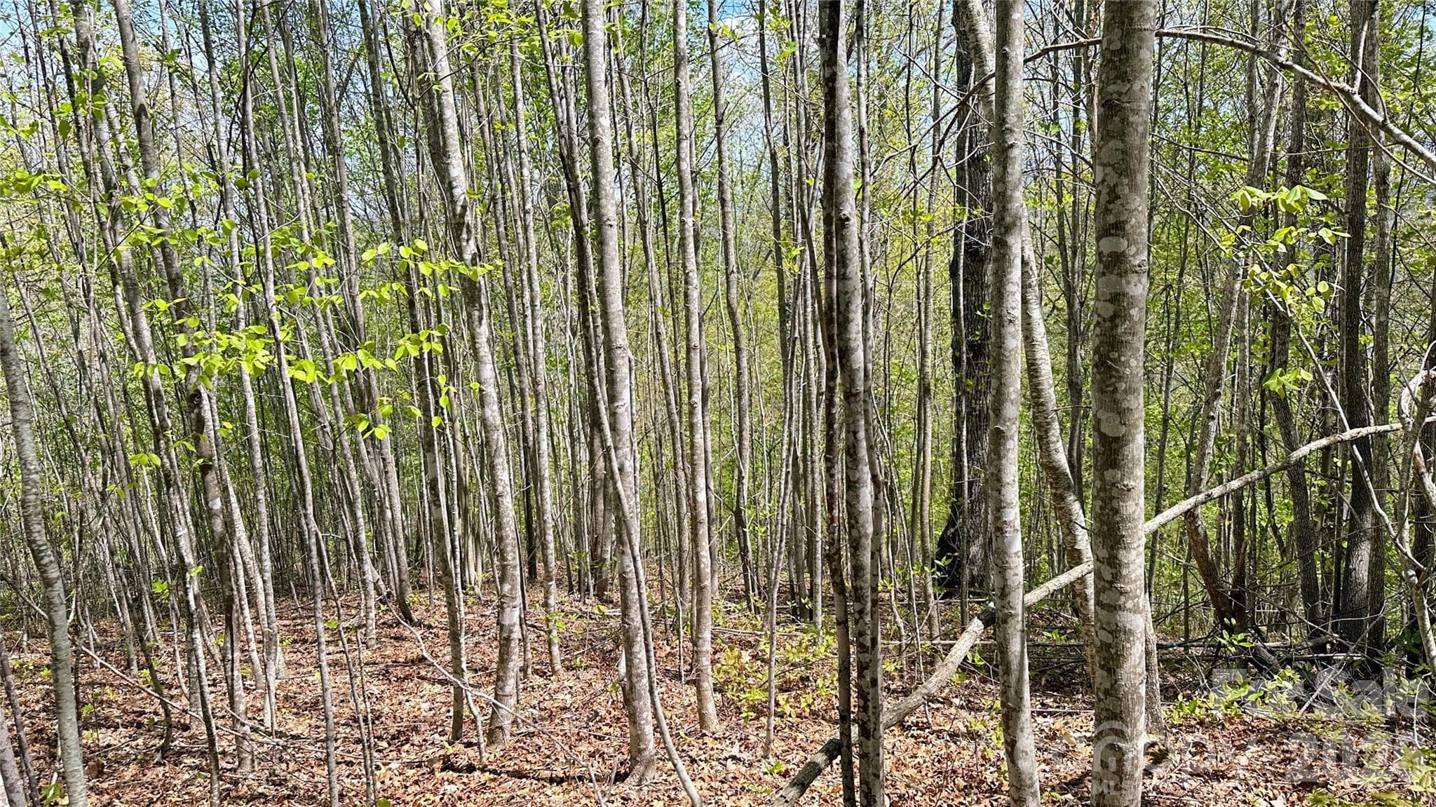 View of lot. - 0000 Oat Field Road, Tuckasegee