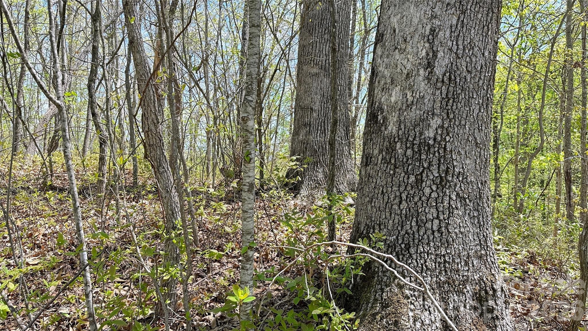 View of lot. - 0000 Oat Field Road, Tuckasegee