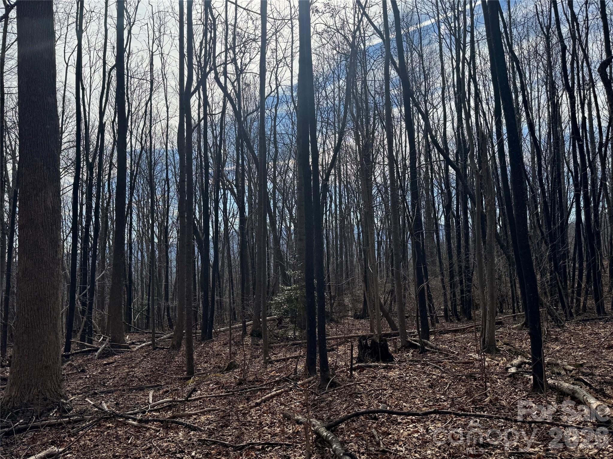 Lot at Mill Spring, photo 6 of 13