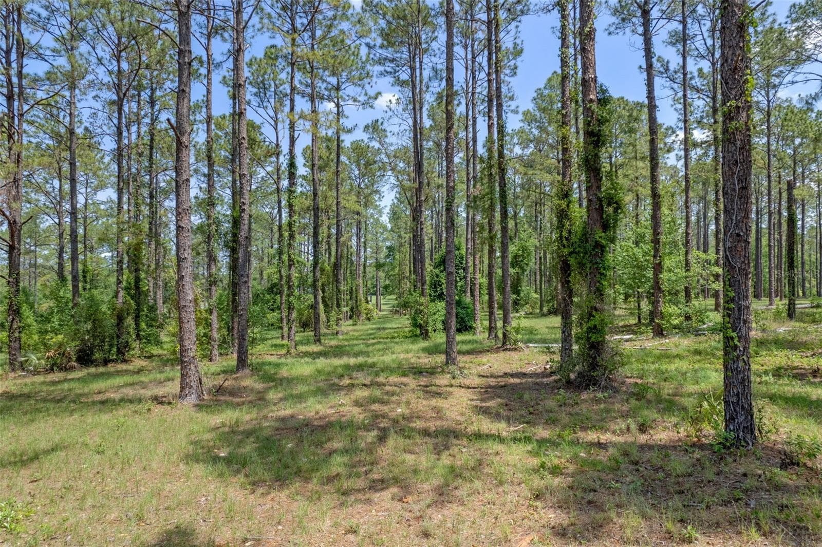 35408 PINEGATE TRL