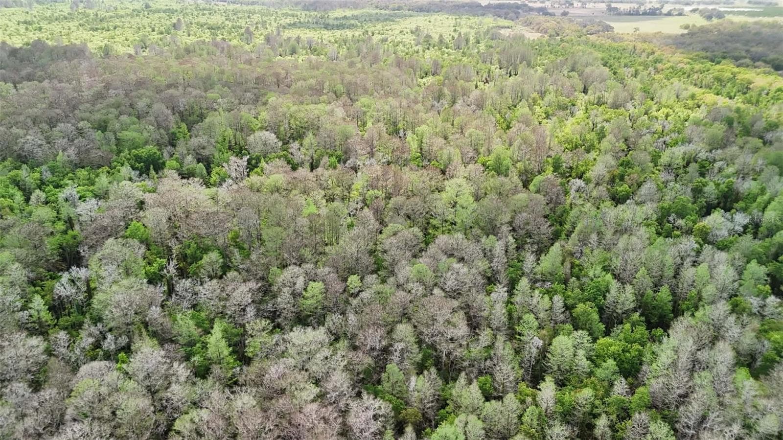 Land at GILLETTE RD, ZOLFO SPRINGS, photo 47 of 86