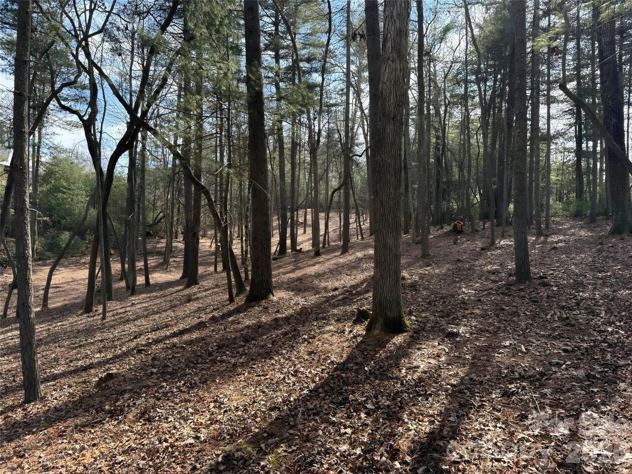 View toward road from potential build site - Asheville