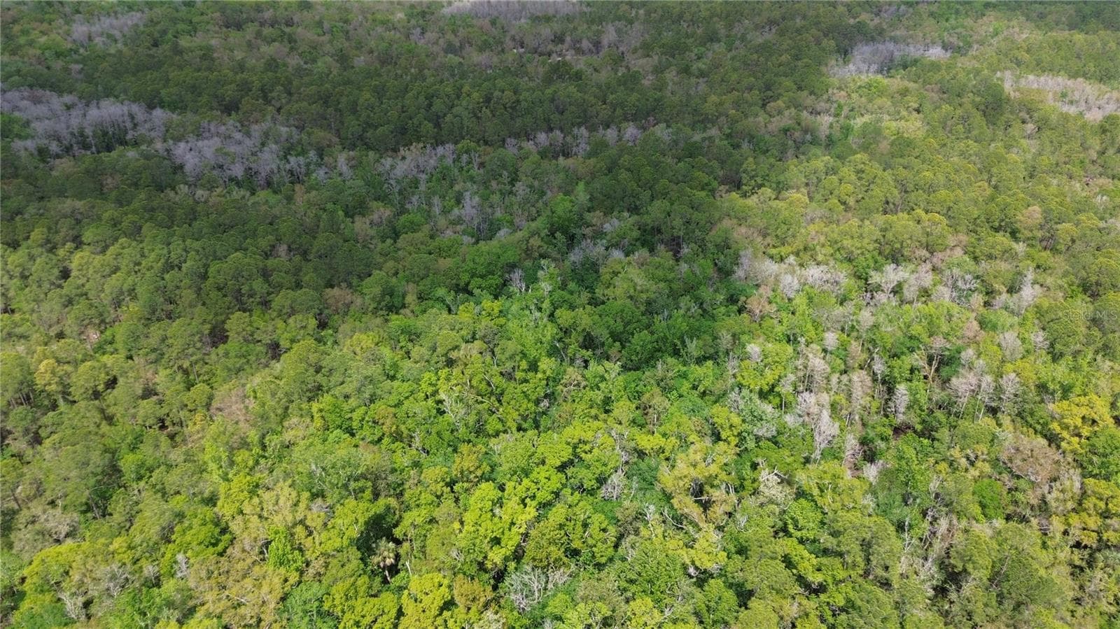 Land at UNASSIGNED, WESLEY CHAPEL, photo 13 of 28