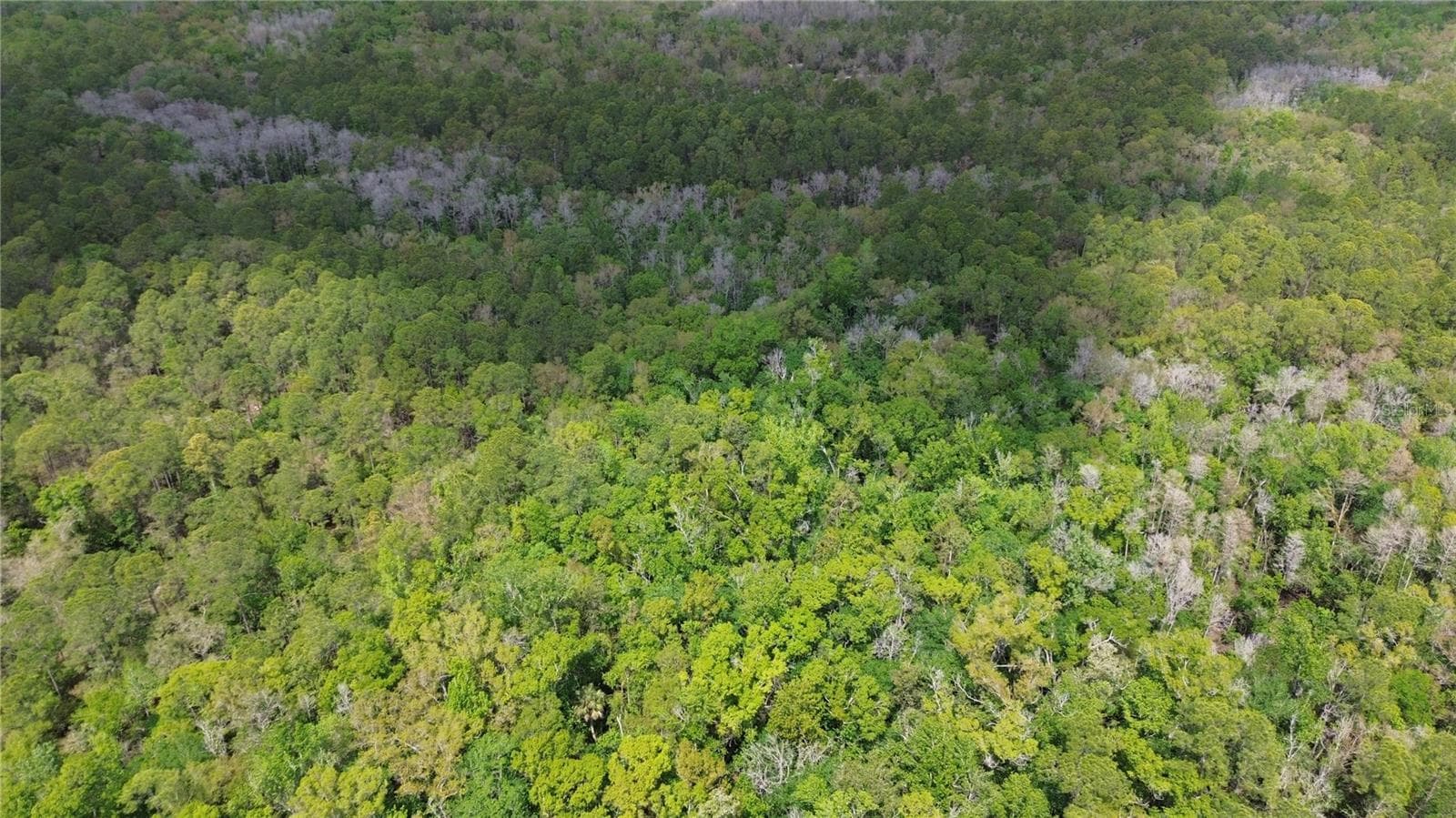 Land at UNASSIGNED, WESLEY CHAPEL, photo 14 of 28
