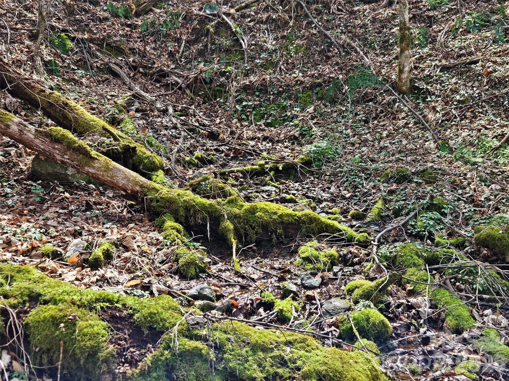 Lot at Waynesville, photo 16 of 17