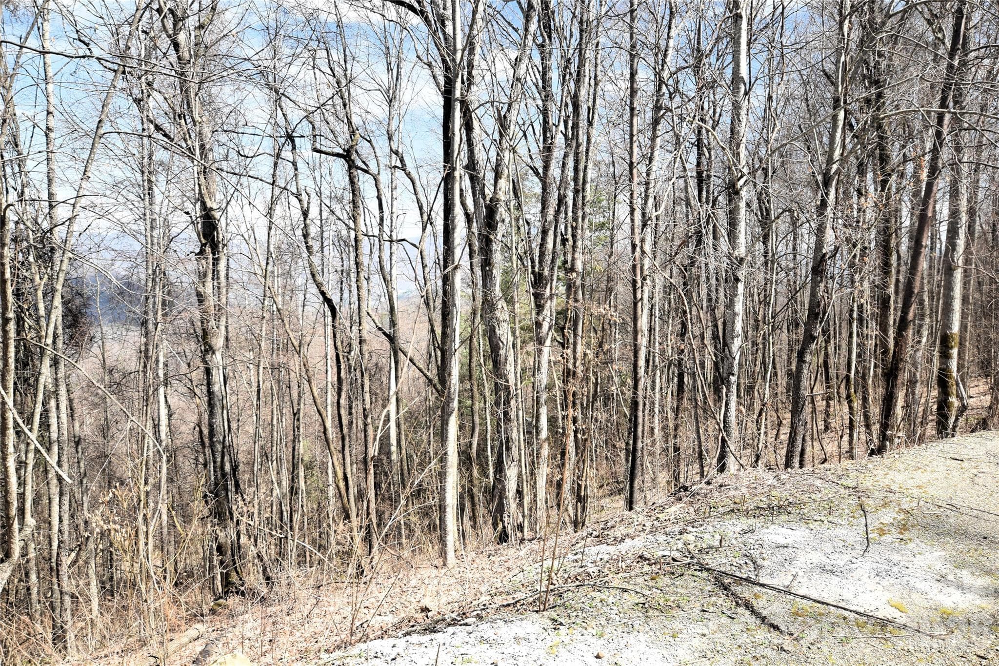 The Western Boundary of the lot. - Waynesville