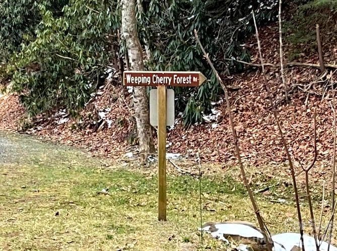 Lot at 65 Weeping Cherry Forest Road, Fairview, photo 8 of 8