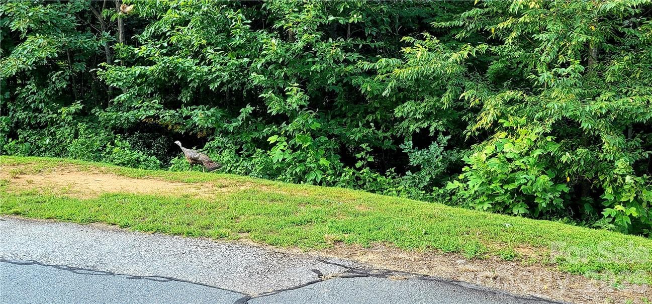 Wildlife throughout the neighborhood! - Lot 59 Bear Cliff Way, Lake Lure