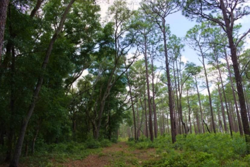 Land at 14263 NE 252ND COURT RD #114, SALT SPRINGS, photo 7 of 25