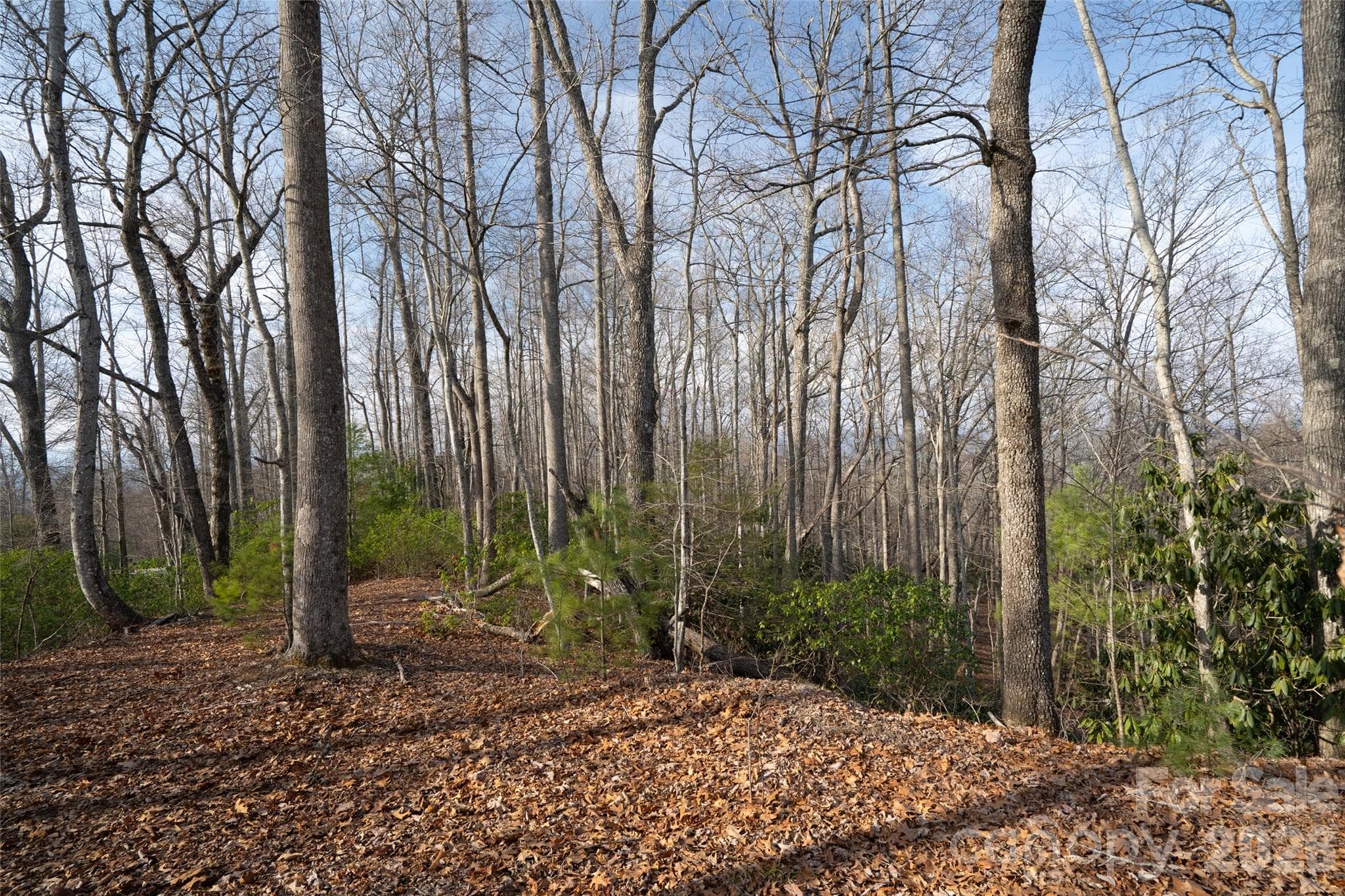 Lot at Pisgah Forest, photo 2 of 16