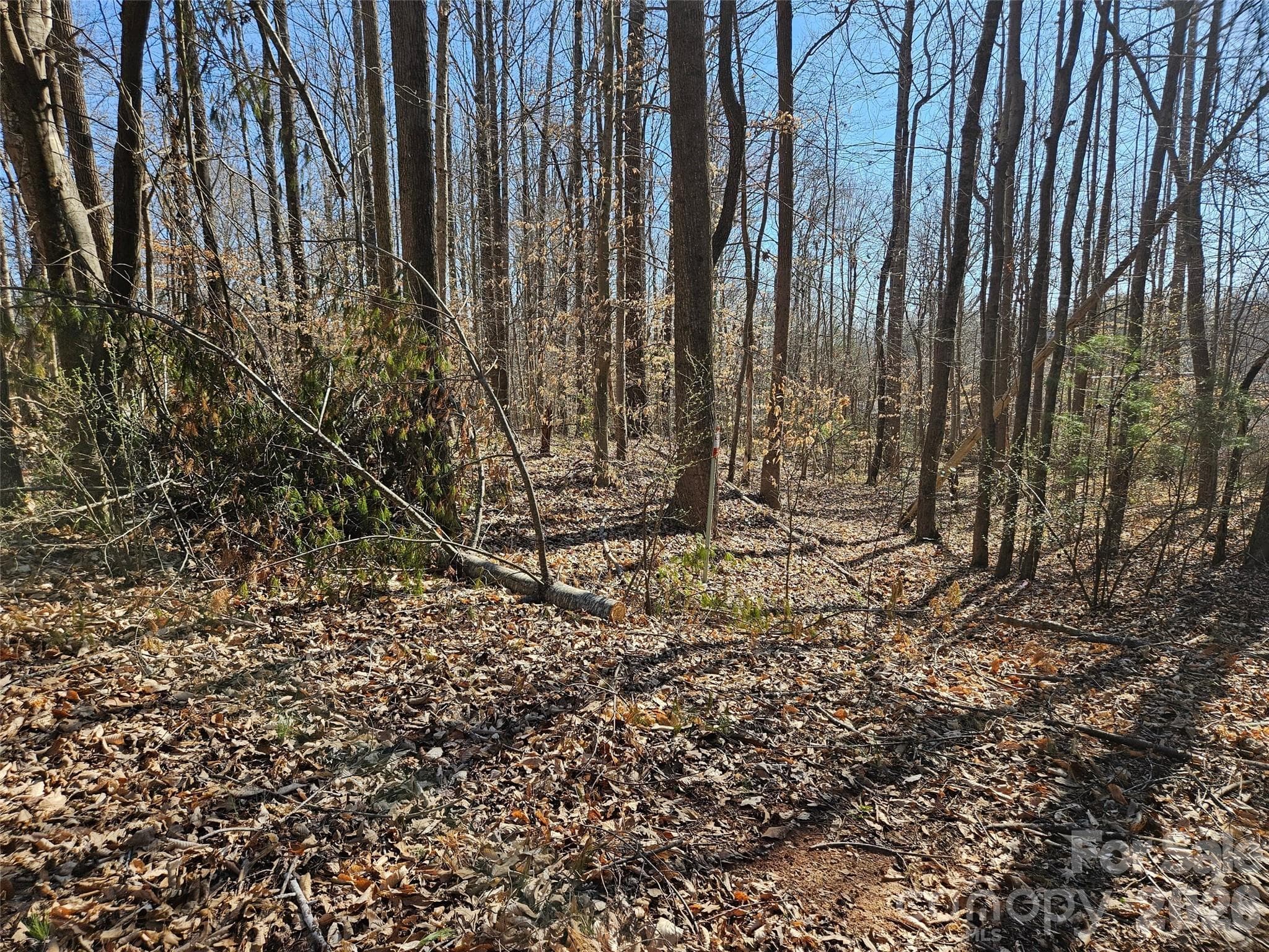 Lot at Rutherfordton, photo 6 of 8
