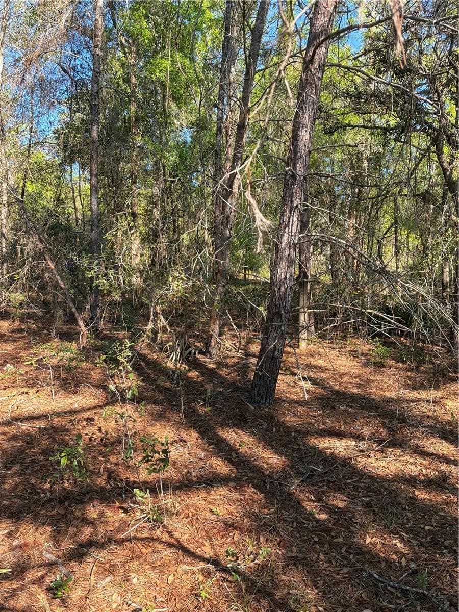 Another picture of the trees on the property. - 24533 PINK PANTHER RD, PAISLEY