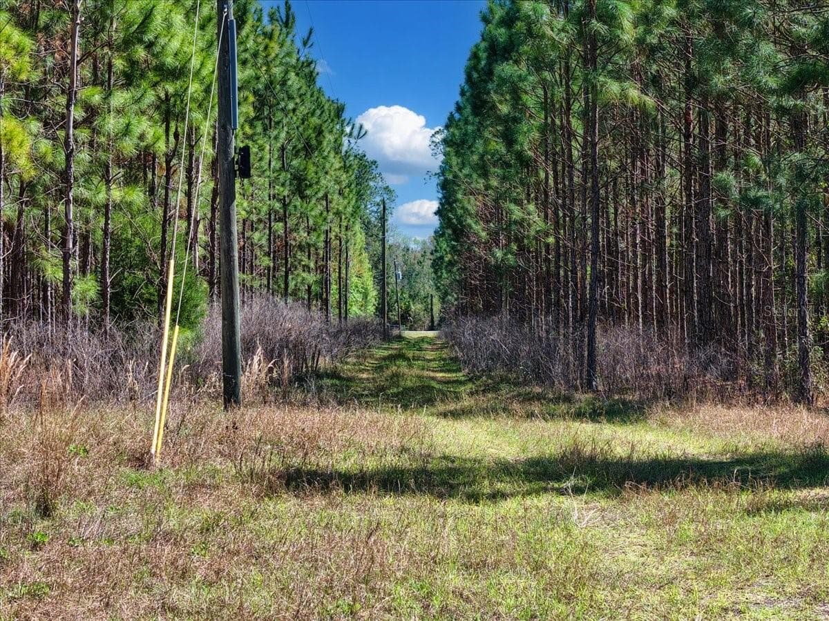 Land at 000 NW 60TH AVE, CHIEFLAND, photo 7 of 22