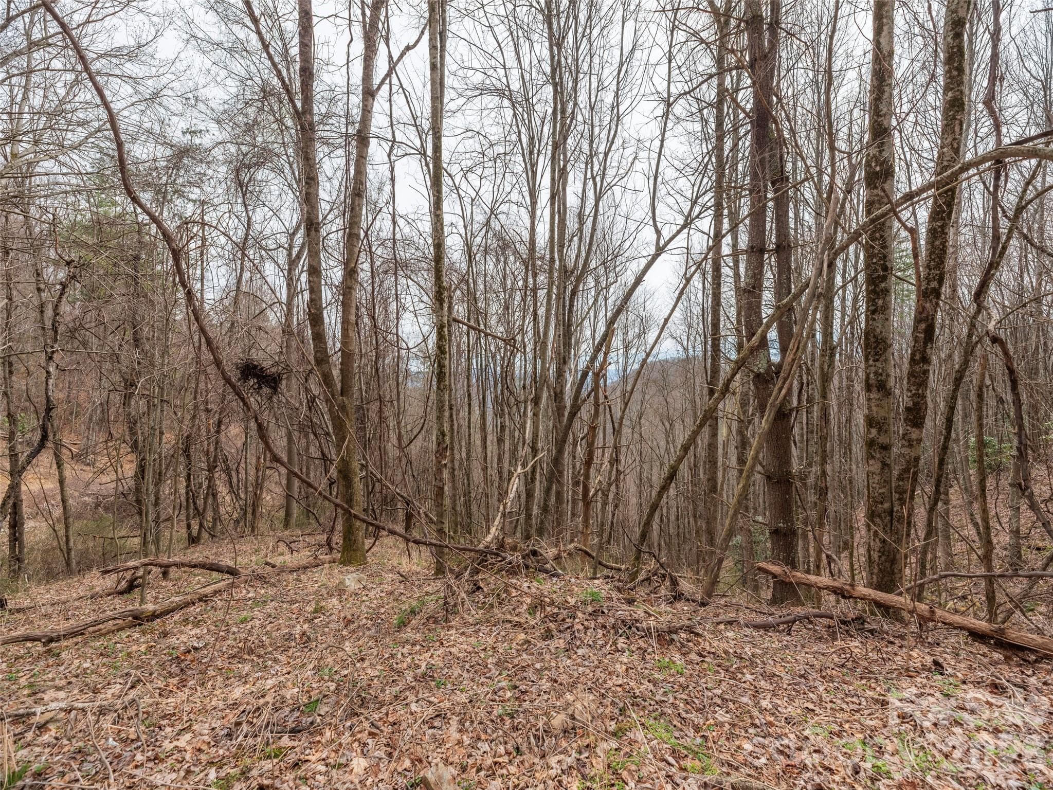Acreage at Waynesville, photo 8 of 24