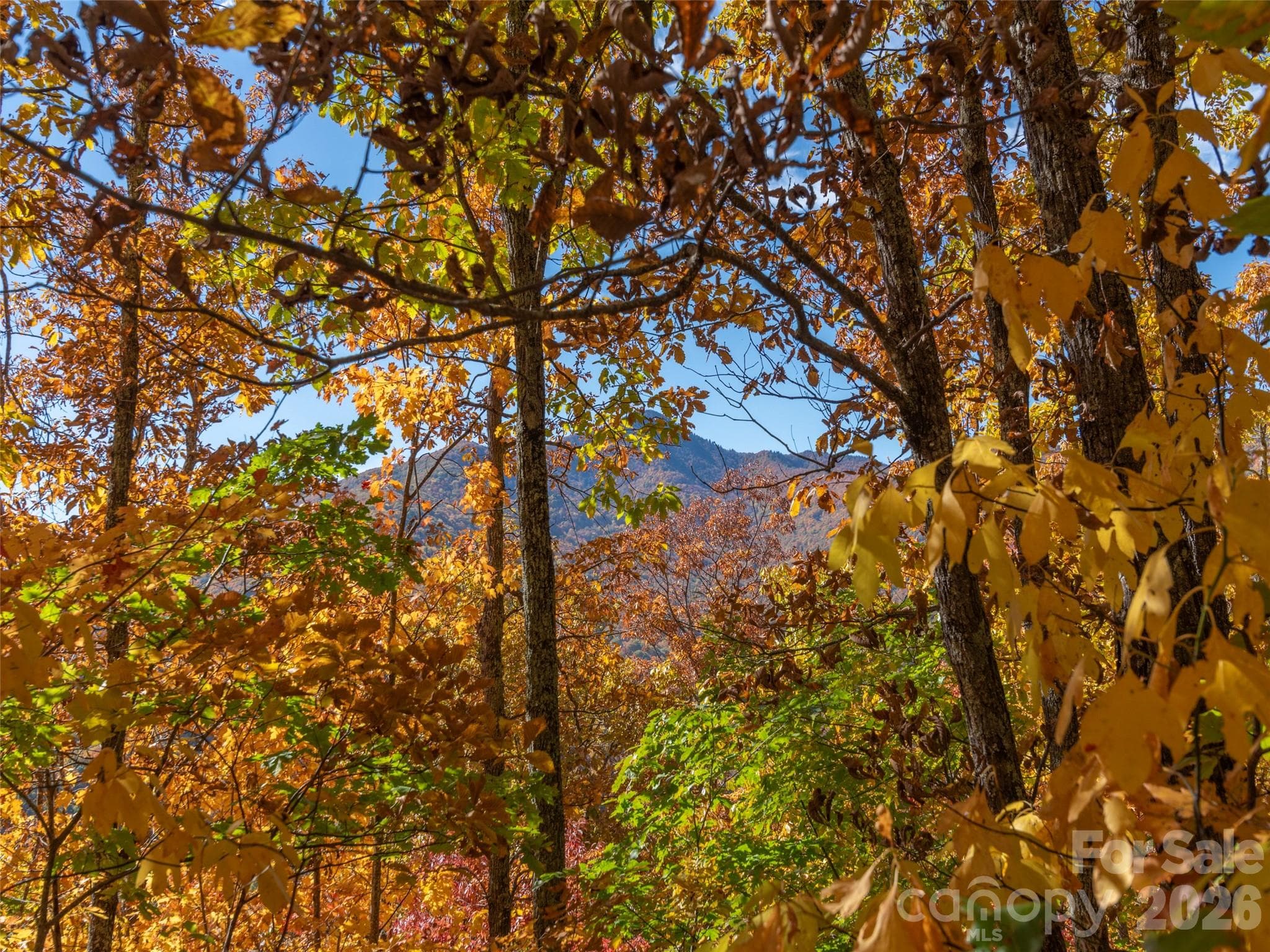 Lot at Waynesville, photo 11 of 28
